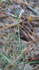 Liatris hesperelegans