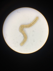 Racomitrium pacificum