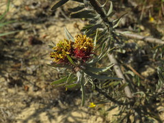 Leucospermum parile