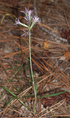Liatris hesperelegans