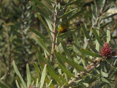 Leucospermum parile
