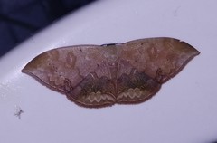 Lissoblemma lunuliferata