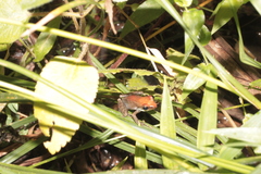 Guibemantis liber