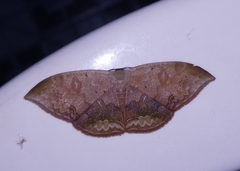 Lissoblemma lunuliferata