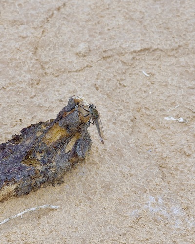 Desert Marauder photo 3