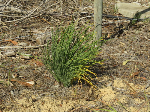 Image of Gethyllis ciliaris by (c) Jeremy Gilmore, some rights reserved (CC BY)