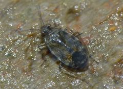 Saldidae