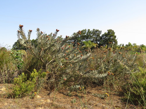 Image of Leucospermum parile by (c) Jeremy Gilmore, some rights reserved (CC BY)