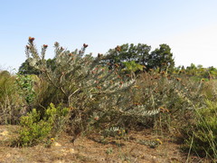 Leucospermum parile