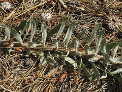 Leucospermum parile