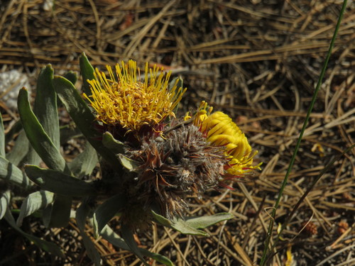 Image of Leucospermum parile by (c) Jeremy Gilmore, some rights reserved (CC BY)