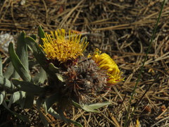 Leucospermum parile