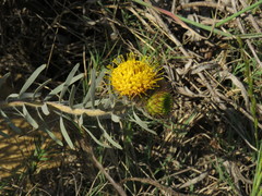 Leucospermum parile