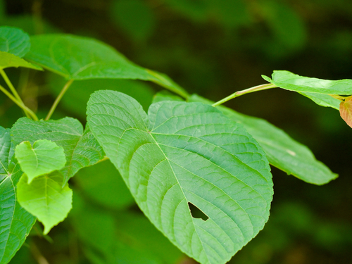lime-leaved maple (Acer distylum)