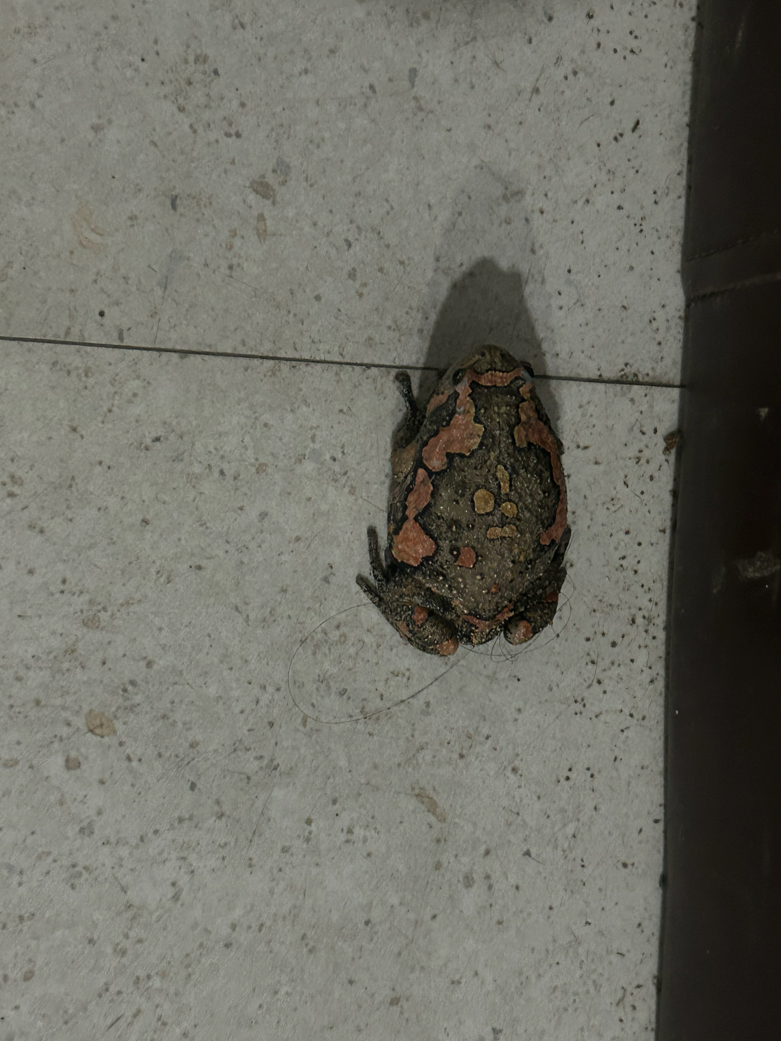 Painted Balloon Frog