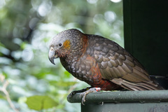 New Zealand Kaka photo 2