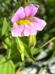 Erythranthe erubescens