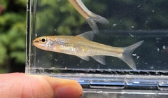 Pallid Shiner photo 1