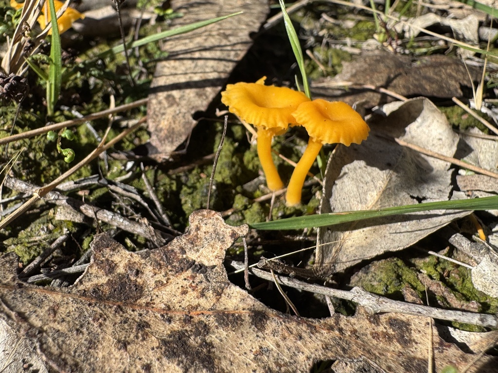 Lichenomphalia chromacea