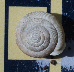 Triodopsis henriettae