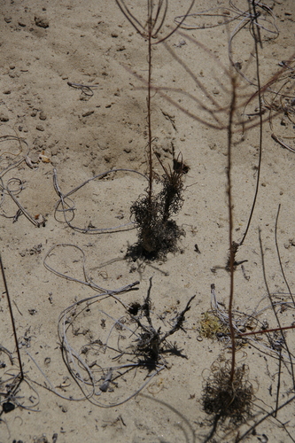 Erysimum teretifolium, photograph 6