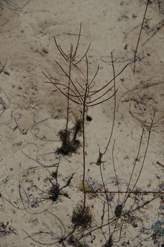 Erysimum teretifolium, photograph 5