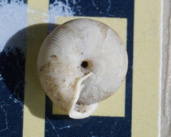 Triodopsis henriettae