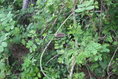 Acanthocereus fosterianus