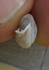 Triodopsis henriettae