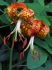 Lilium michauxii