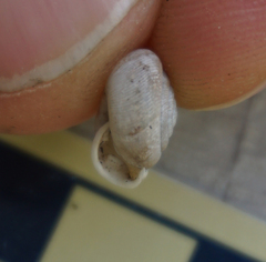 Triodopsis henriettae