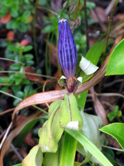 Gentiana austromontana