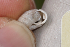 Triodopsis henriettae