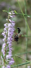 Physocephala