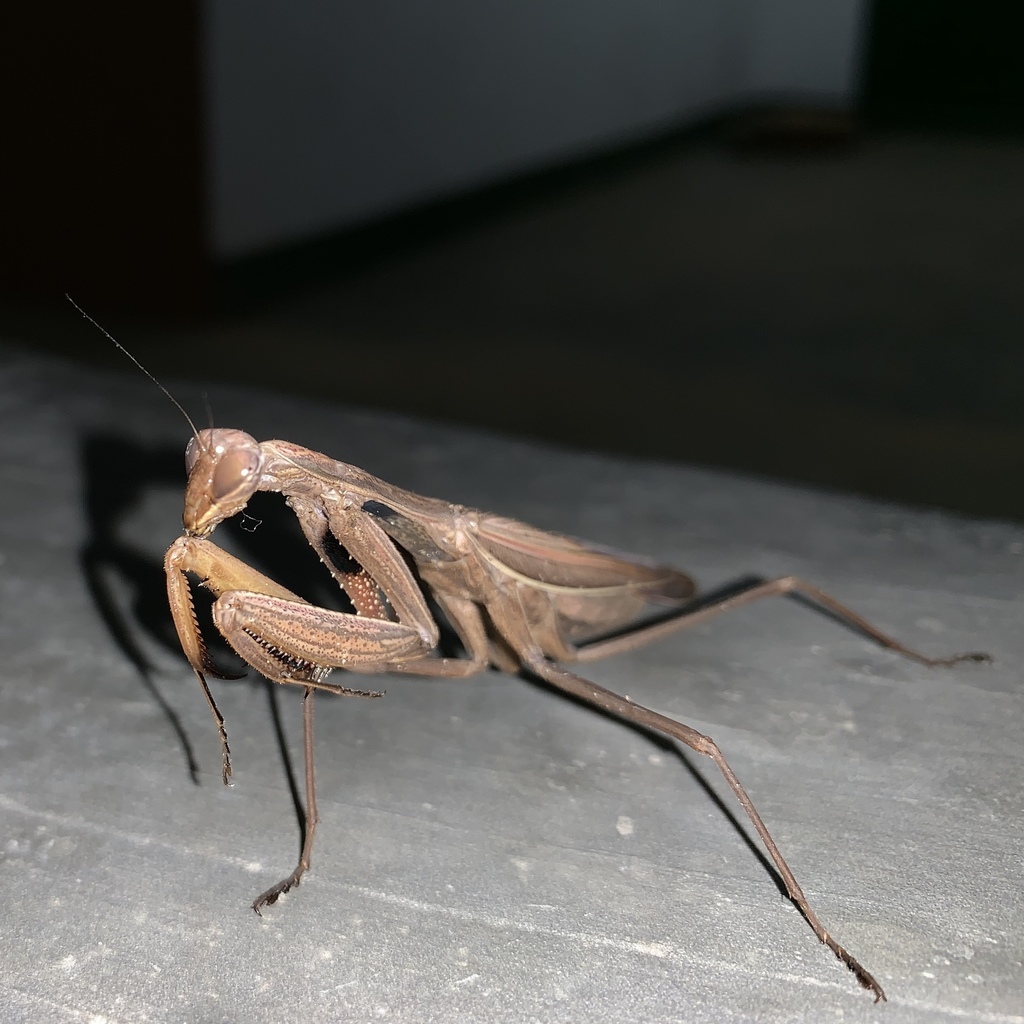 Mantis beieri