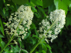 Xerophyllum asphodeloides