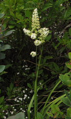 Stenanthium leimanthoides