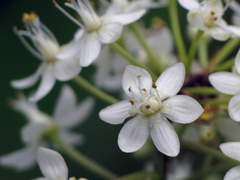 Stenanthium leimanthoides