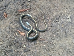 Thamnophis atratus