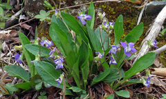 Viola fimbriatula