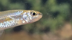 Pallid Shiner photo 3