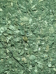 Lacinius dentiger