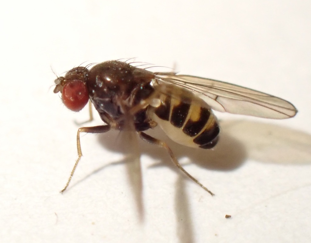 Scaptodrosophila kirki