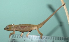 Bradypodion setaroi