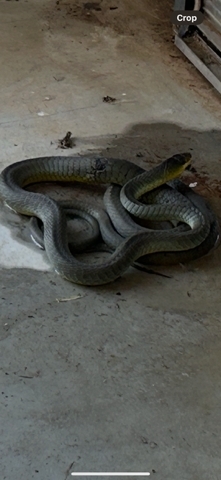 Common Tree Snake sighting