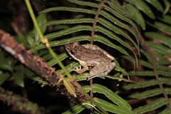 Mantidactylus mocquardi