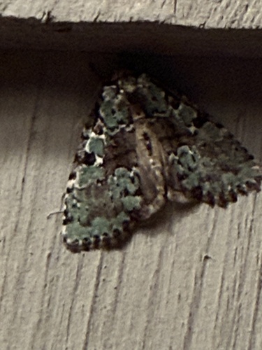 Marbled-green Leuconycta Moth photo 5
