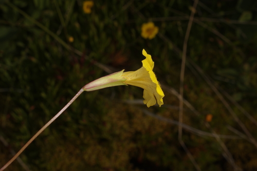 Primrose Monkey Flower