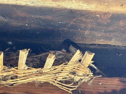Barn Swallow