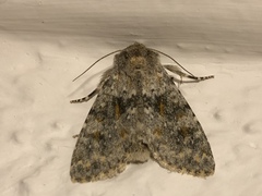 Polymixis rufocincta